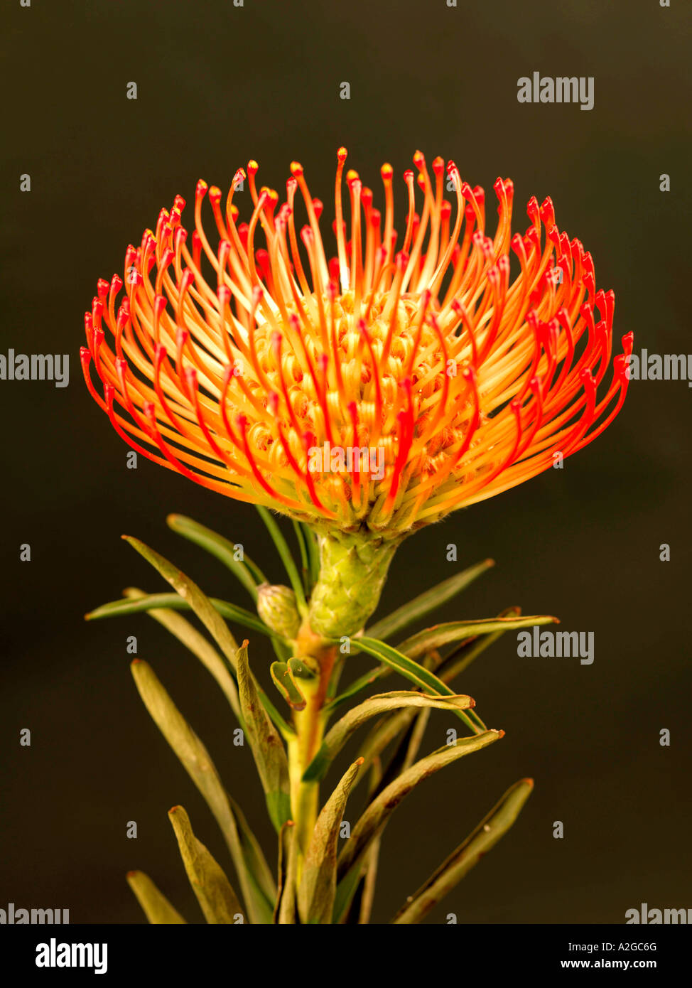 Single Beautiful Leucospermum Flower In Bloom With No People Stock Photo