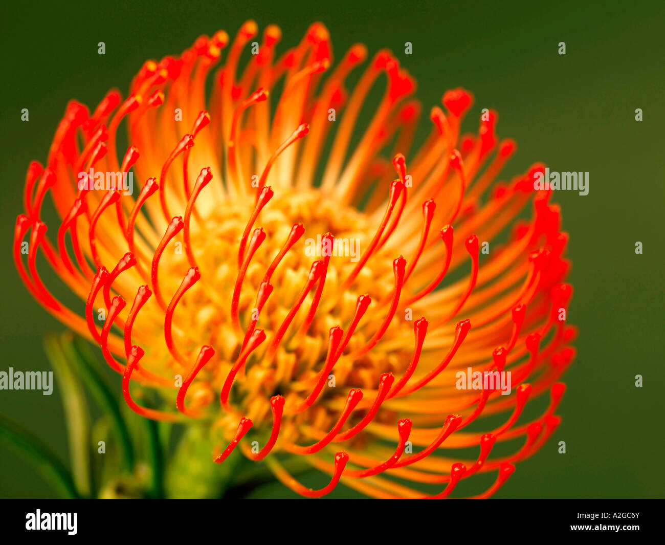 Single Beautiful Leucospermum Flower In Bloom With No People Stock Photo