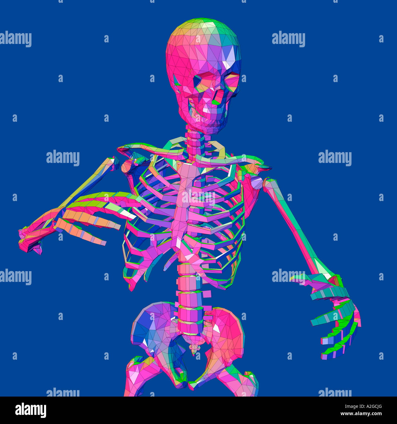 Anatomical skeleton drawing hi res stock photography and images alamy