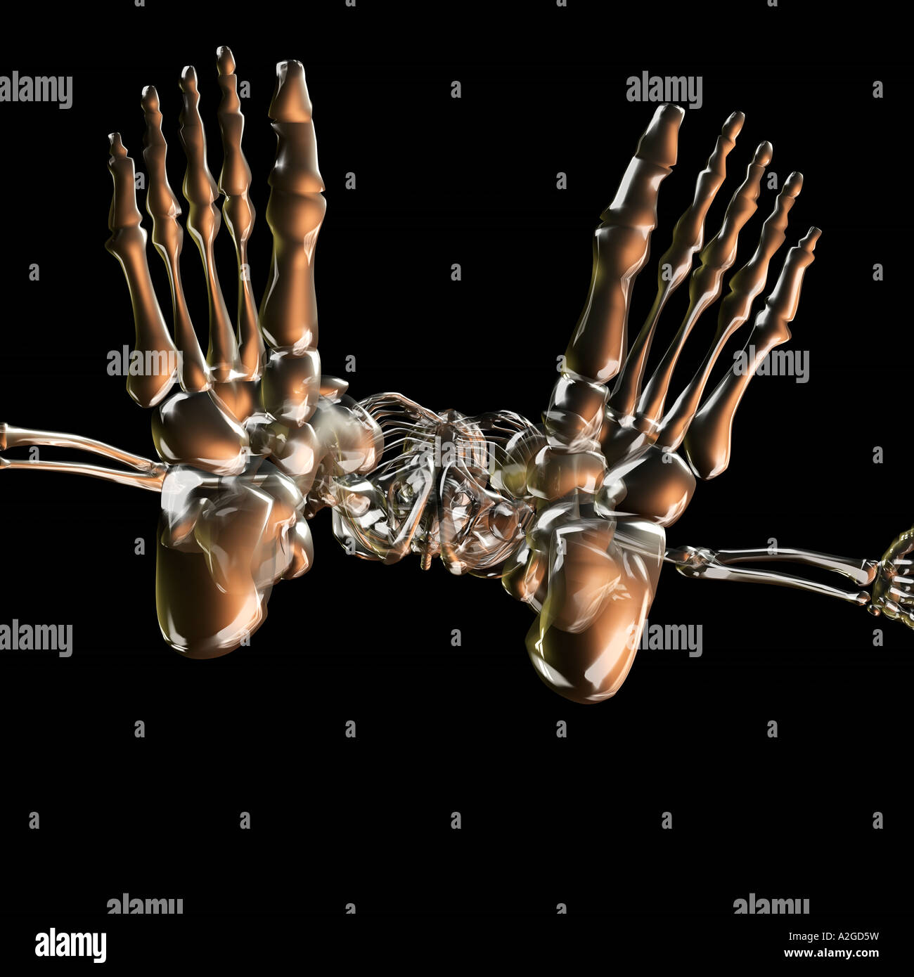 Glass Skeletons Feet Stock Photo