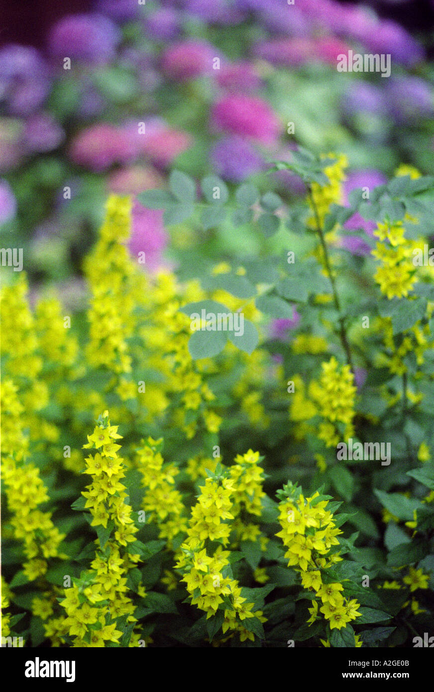 Purple Loosestrife Dragon S Breath Flowers City Flowers Ligularia Stock Photo Alamy