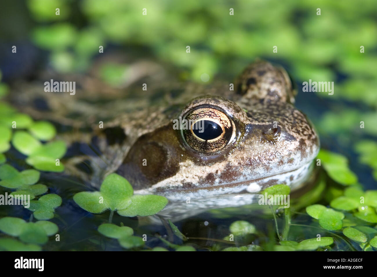 Close up eye of a frog common in UK gardens and ponds RANA TEMPORARIA