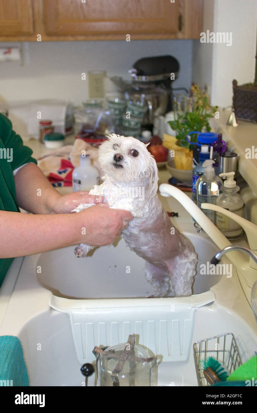 Small dog being washed in a kitchen sink Stock Photo Alamy