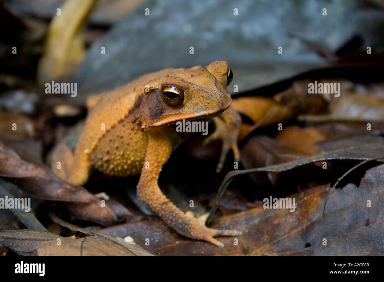 Rust coloured Rain Frog - body - crypsis Stock Photo