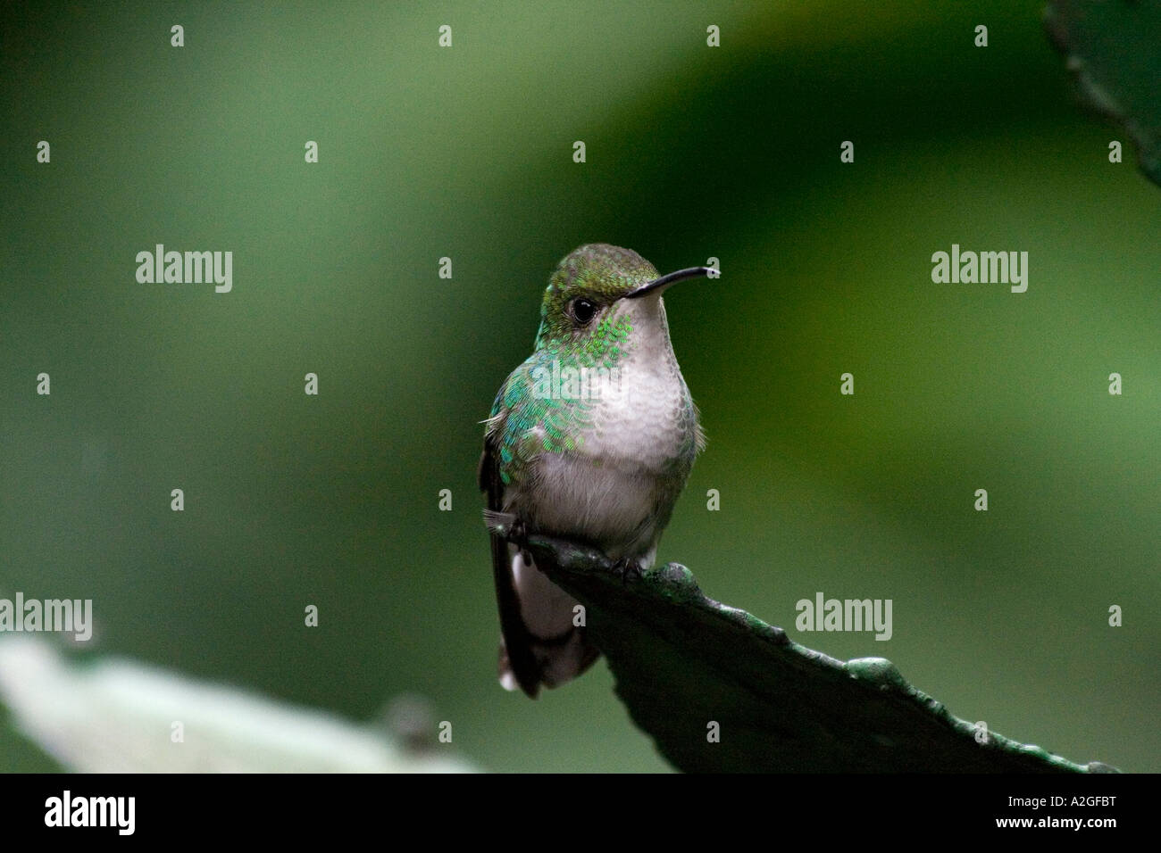 White-tailed Emerald Hummingbird (Elvira chionura) - perched Stock Photo
