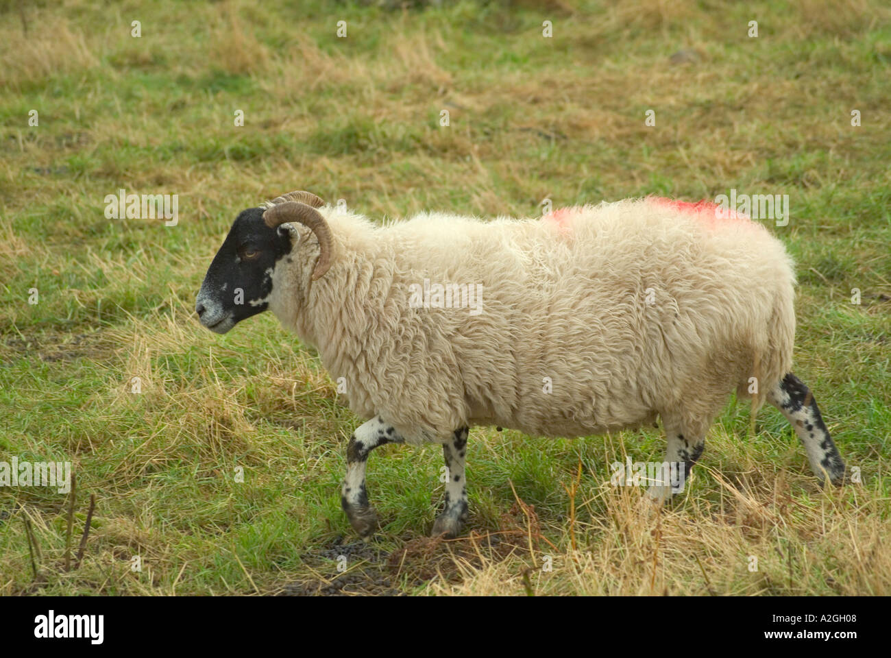 Black Faced Sheep Stock Photo