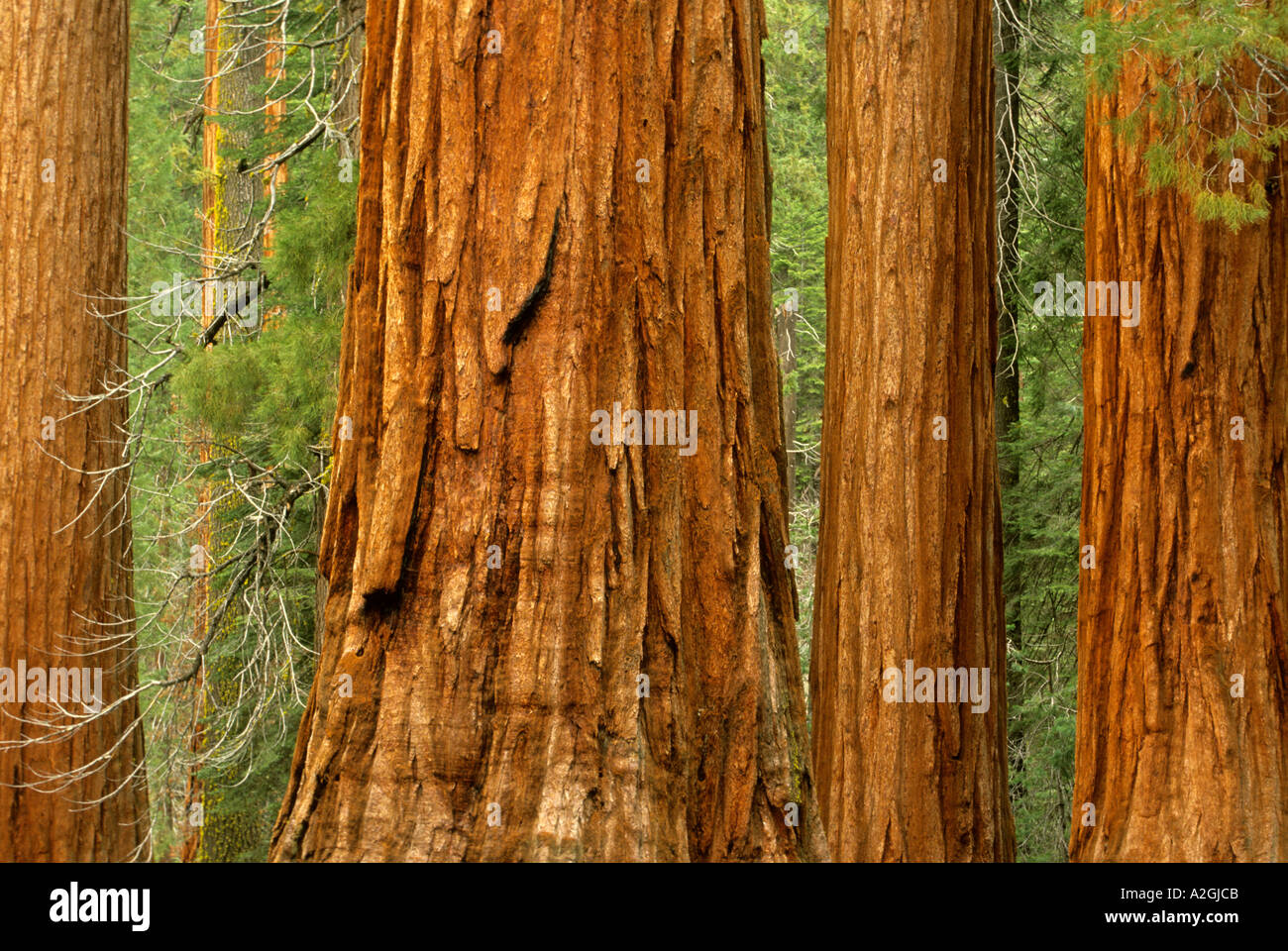 giant sequoia trees Mariposa Grove Yosemite National Park California USA Stock Photo Alamy