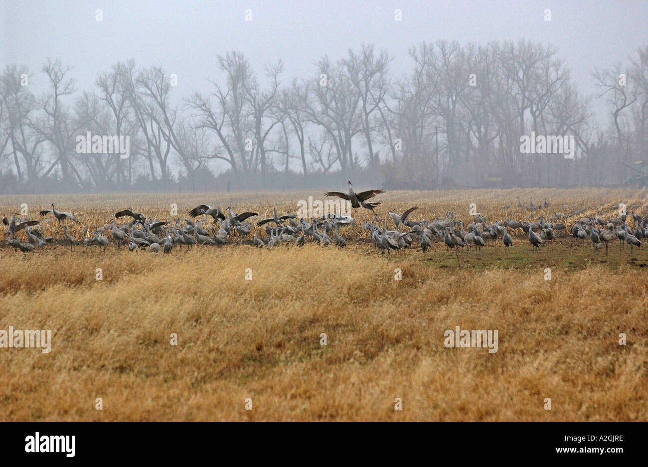 Sandhill Cranes (Grus canadensis) Platte River , NE Stock Photo Alamy