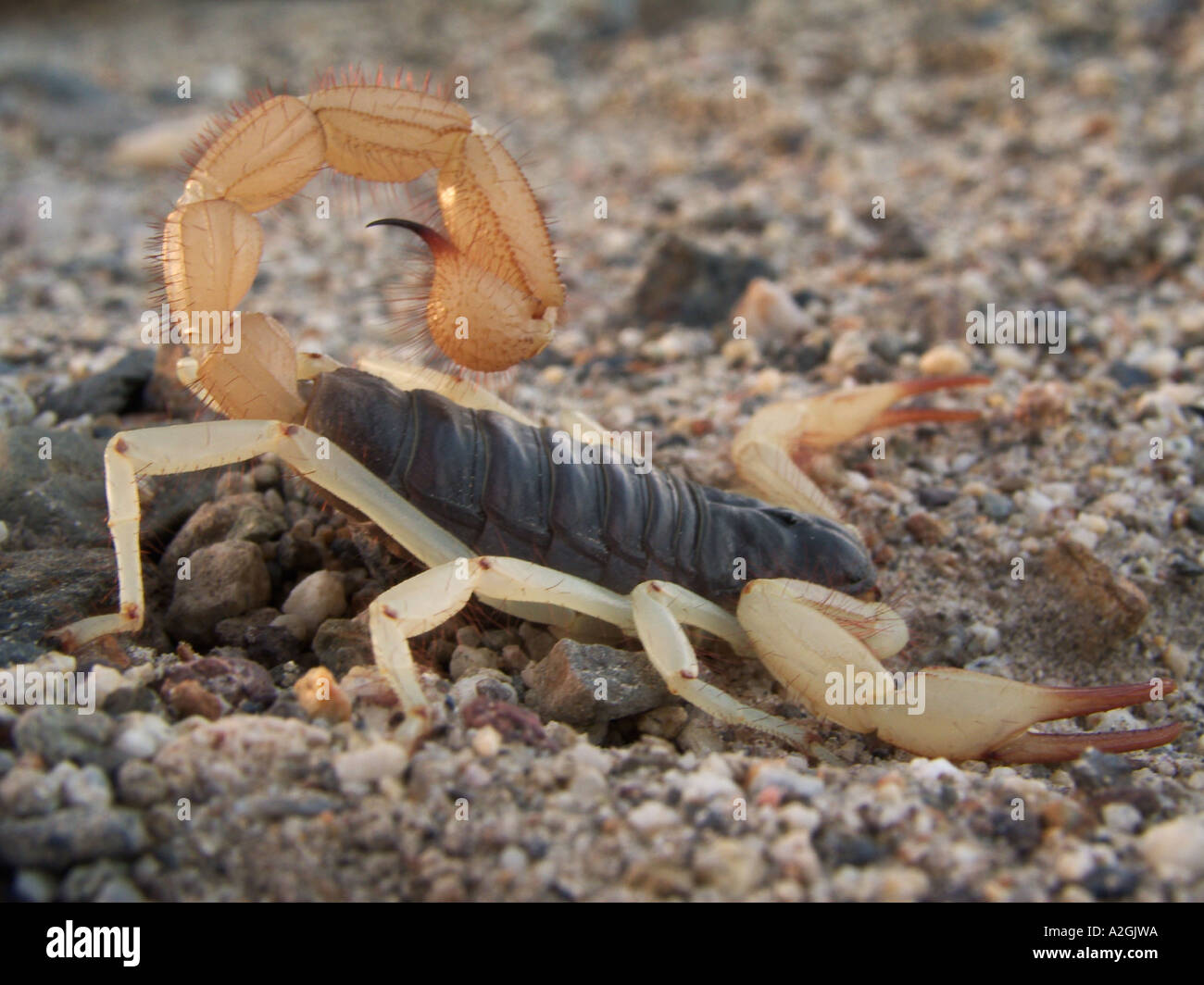 NEVADA. USA. Desert hairy scorpion (Hadrurus arizonensis). Great Basin