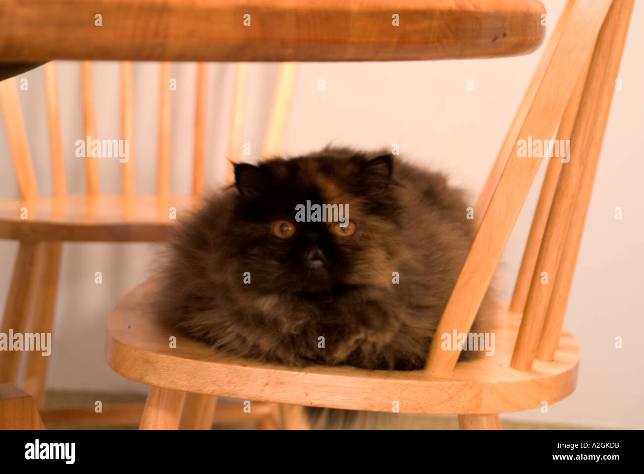 Persian cat sitting on chair under the table Stock Photo Alamy