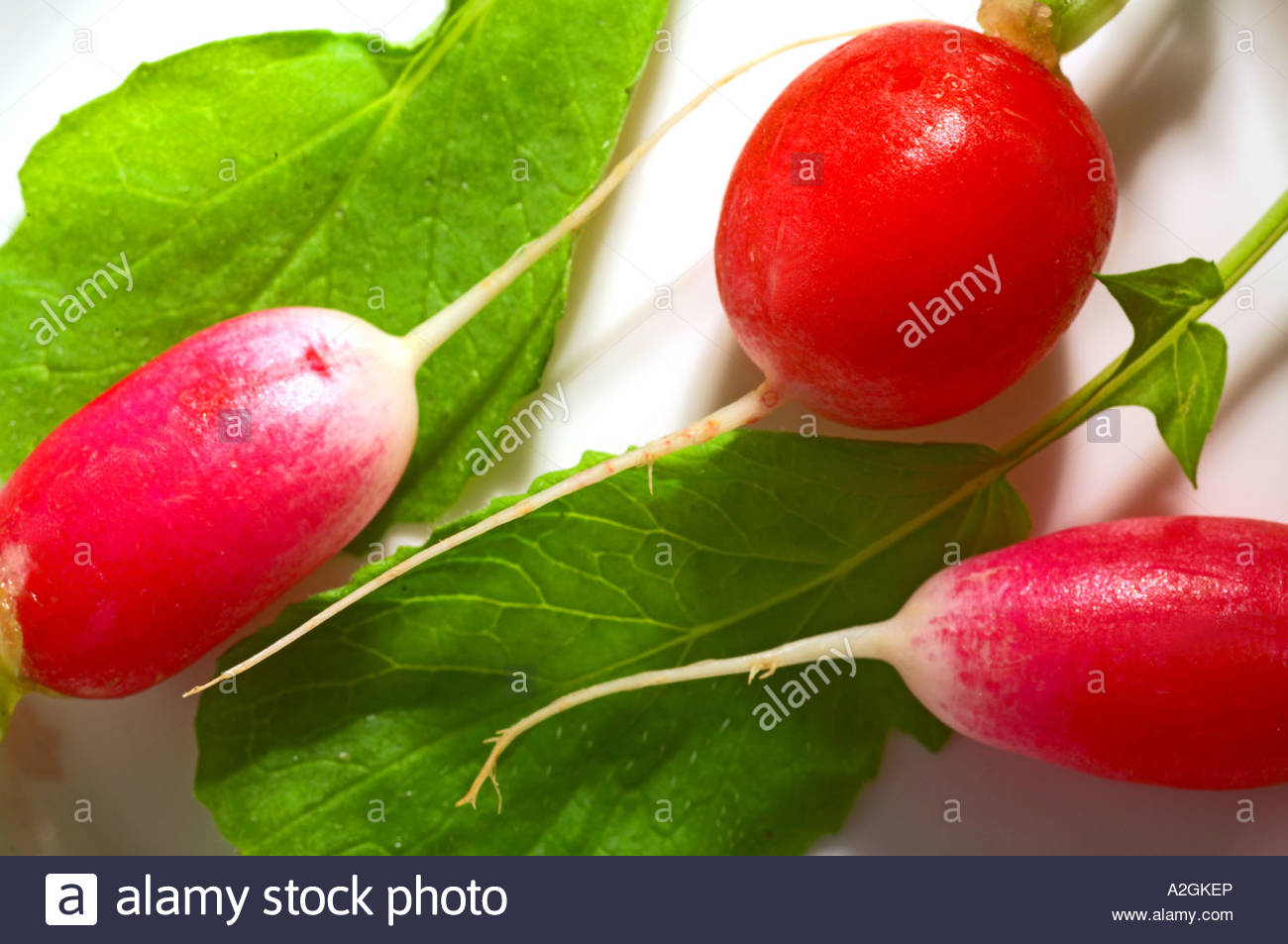 Radishes and  leaves Stock Photo