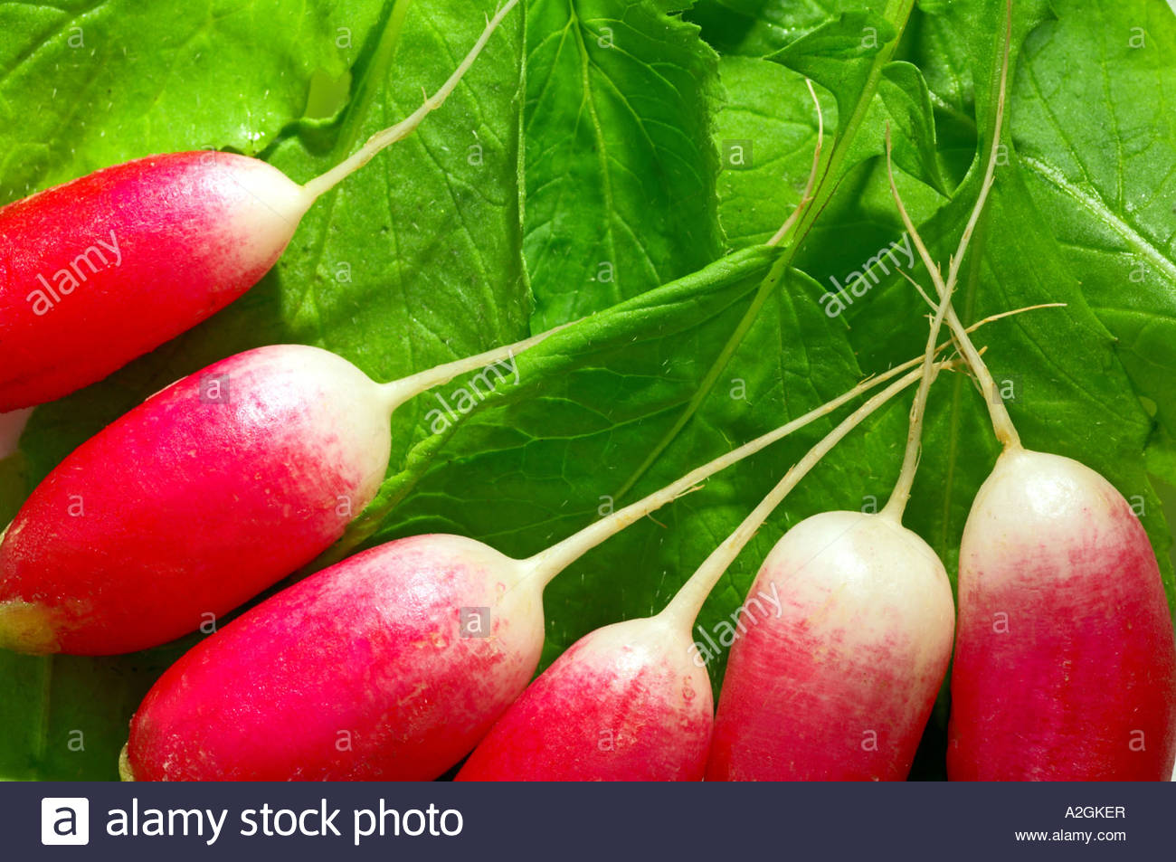 Radishes and  leaves Stock Photo