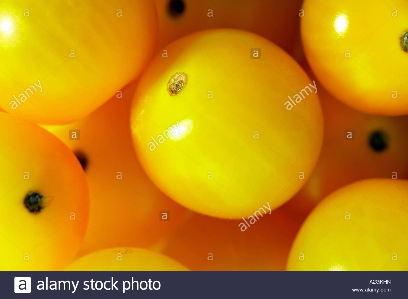Yellow cherry tomato Stock Photo Alamy