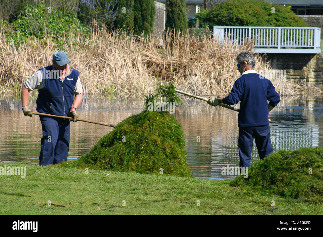Workers cleaning weed from Turtle Lake, Hamilton Gardens, Hamilton, New