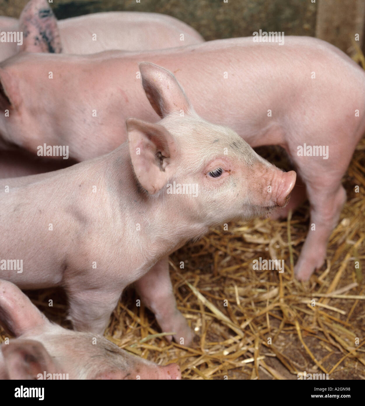 Piglet sucklers in straw pen Sus scrofa Stock Photo
