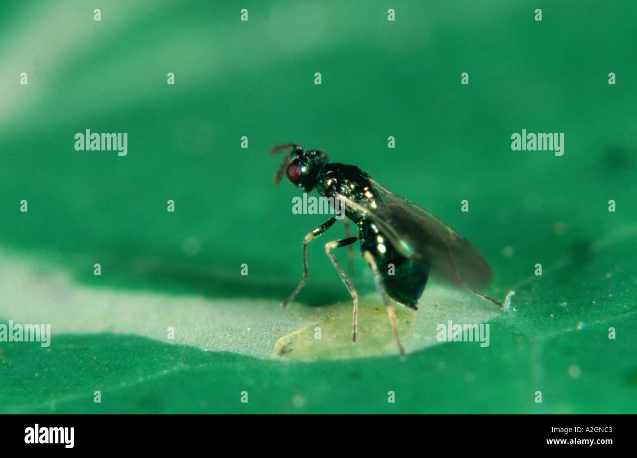 Adult Parasitoid wasp Diglyphus isaea ovipositing beside leafminer larva Biological control agent Stock Photo