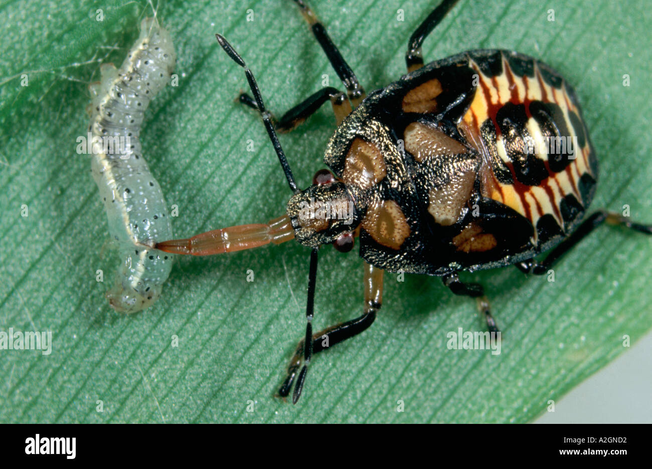 Predatory Stink bug Podisus maculiventris Nymph feeding on caterpillar