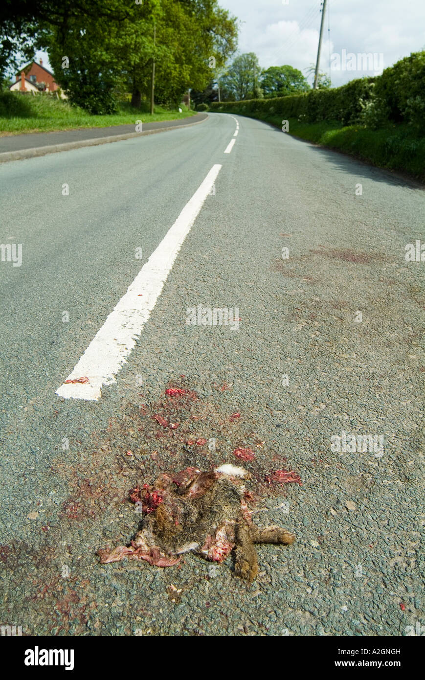 Rabbit killed by motorists and run over flat on the road Stock Photo