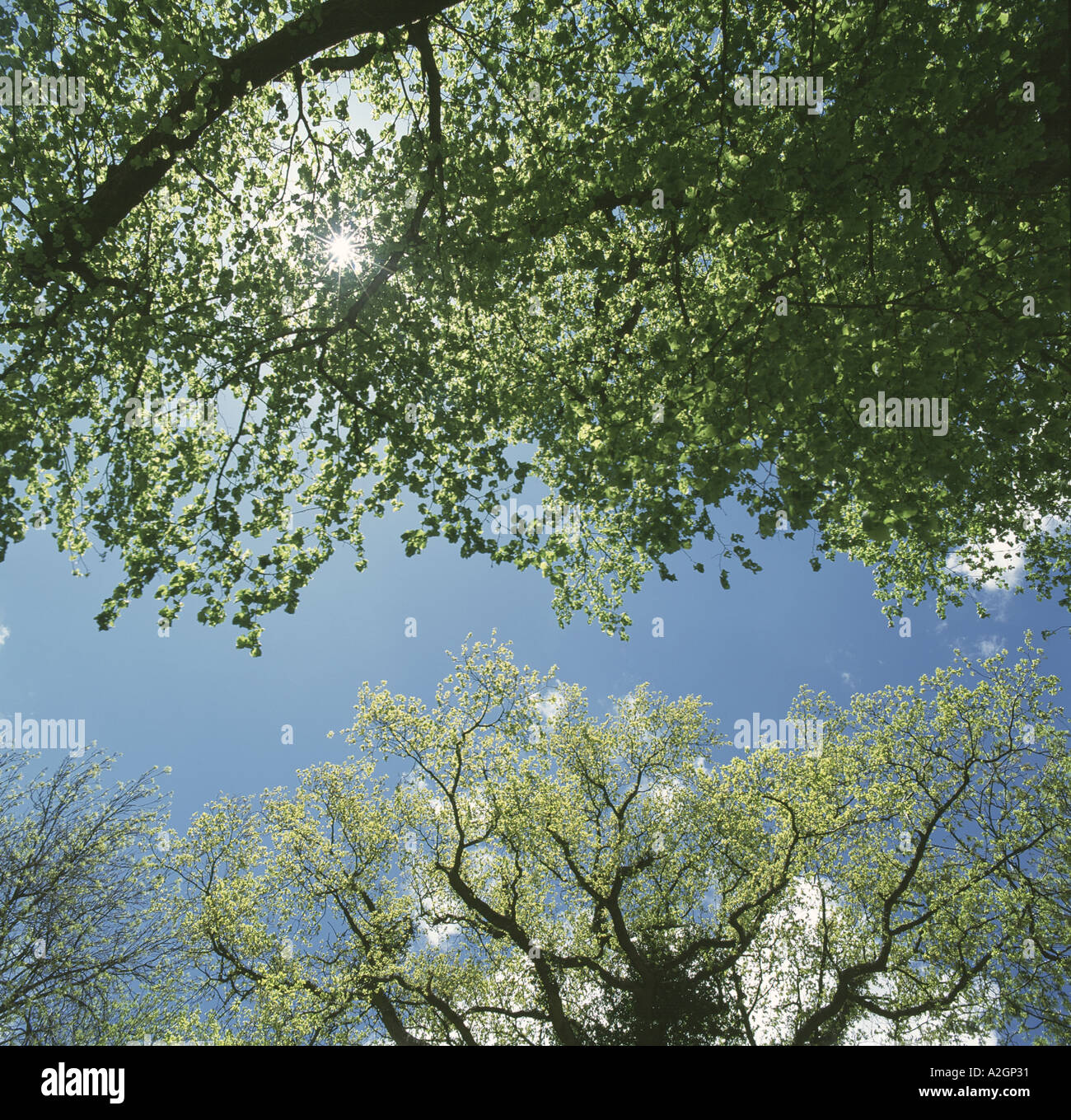 Looking up through a tree canopy with young leaves to a blue spring sky Stock Photo