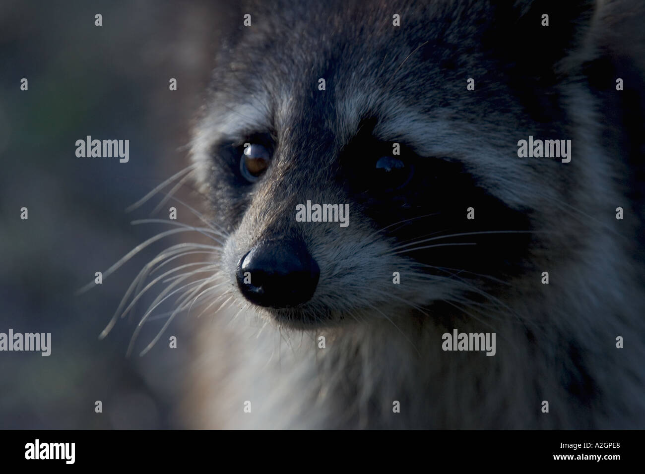 Racoon up close hi-res stock photography and images - Alamy