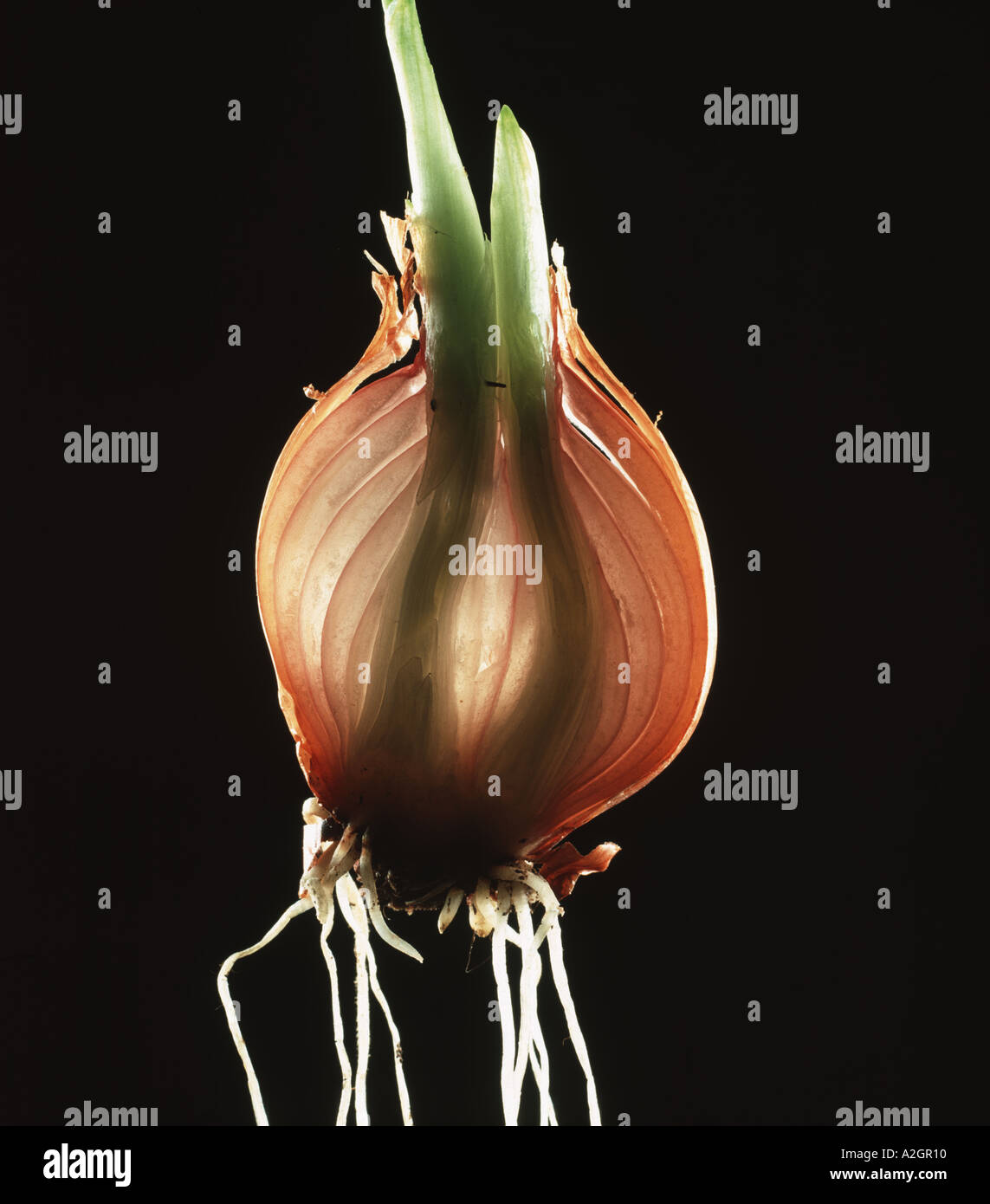 Vegetative Reproduction In Onion