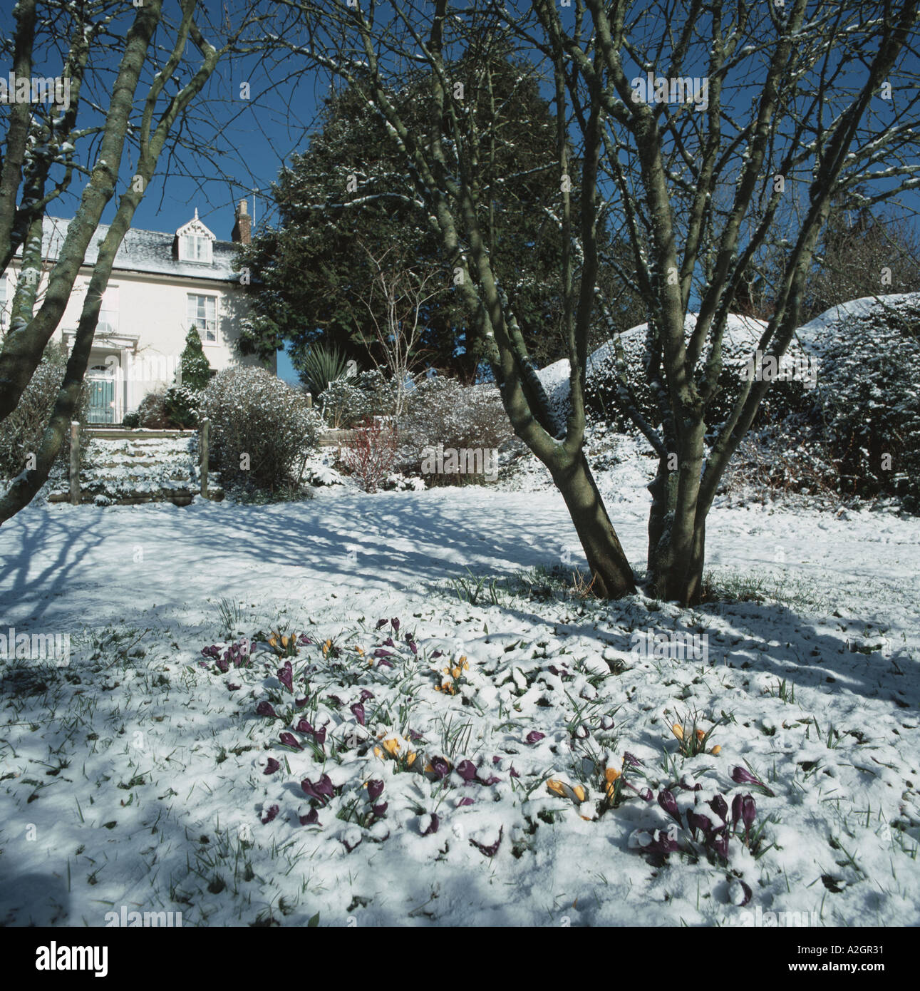 Crocuses covered with light snow in a Devon garden in winter Shadows and bright cold sunshine light the house lawn and trees Stock Photo