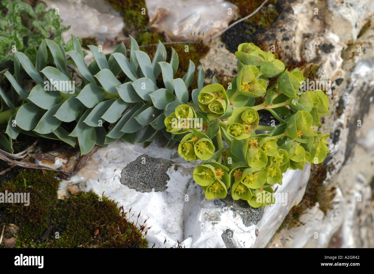 A rockery plant Euphorbia myrsinites in flower against a flint stone with lichens Stock Photo