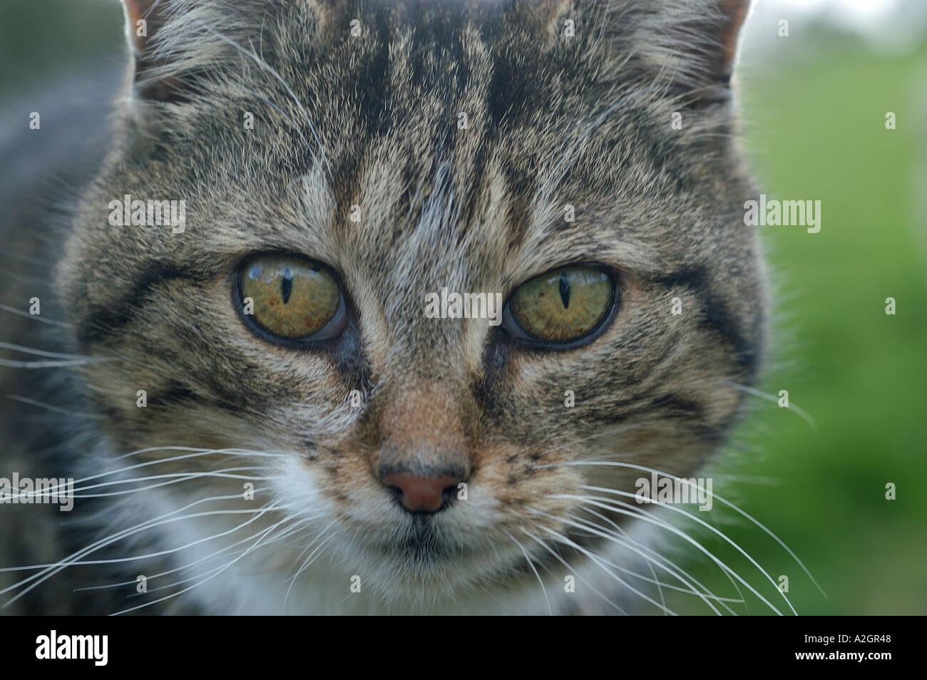 A tabby farm cat looking towards the camera Stock Photo - Alamy