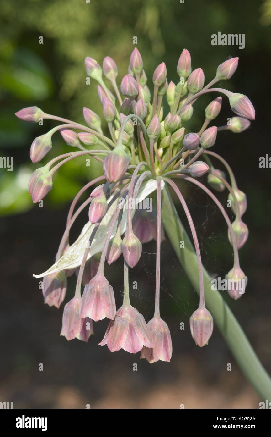 An allium type plant Nectaroscordum siculum ssp bulgaricum flowering head attractive to insects Stock Photo