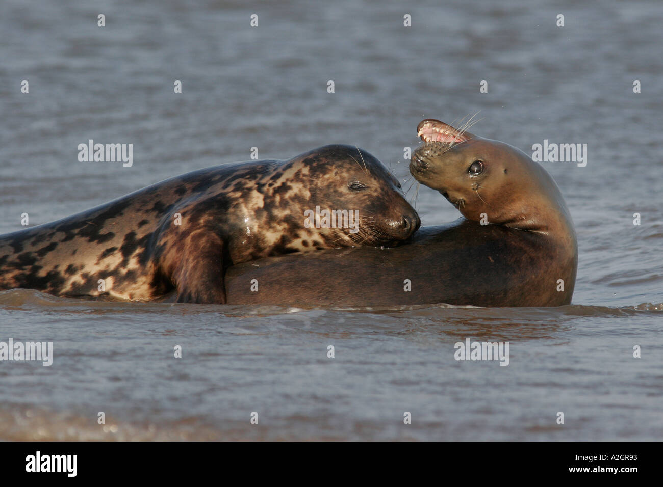 Two Grey Seal in Sea Stock Photo - Alamy