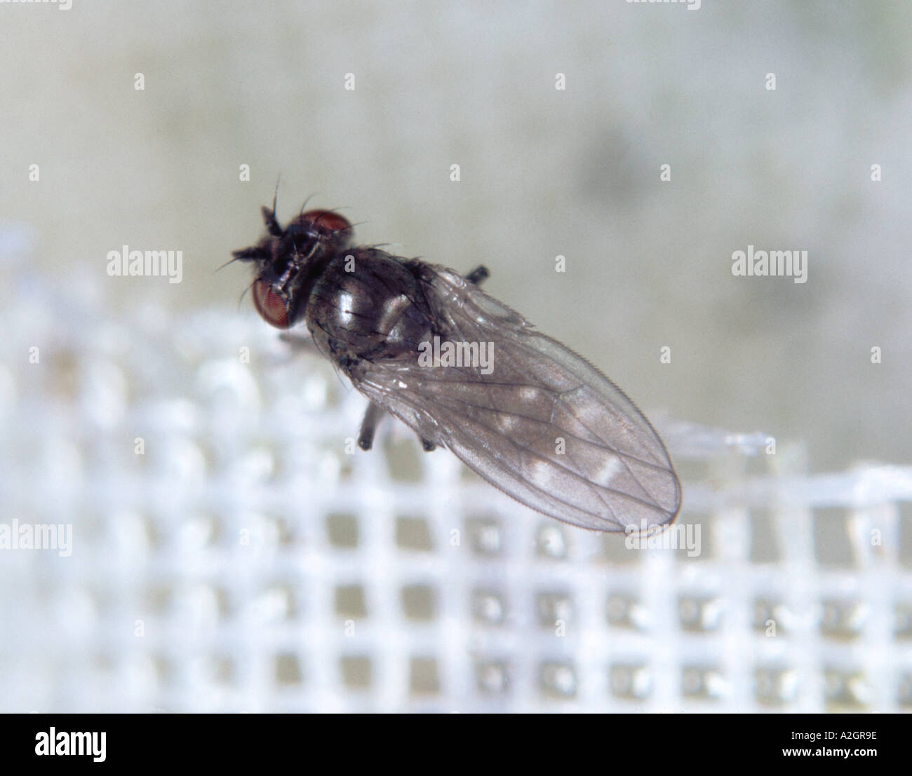 Shore fly Scatella stagnalis adult Stock Photo