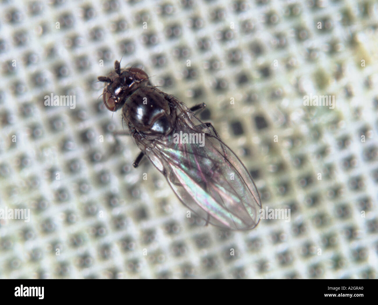 Shore fly Scatella stagnalis adult Stock Photo