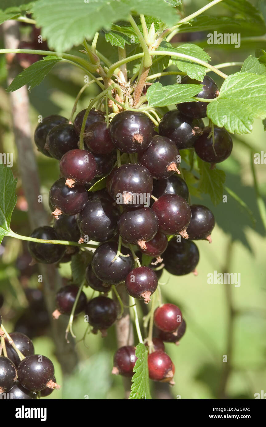 Ripe blackcurrant fruit Ribes nigrum on the bush Stock Photo