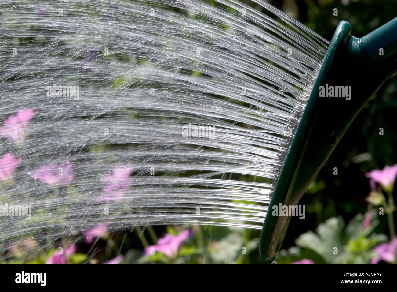 Water from the rose of watering can watering flowers in summer Stock Photo