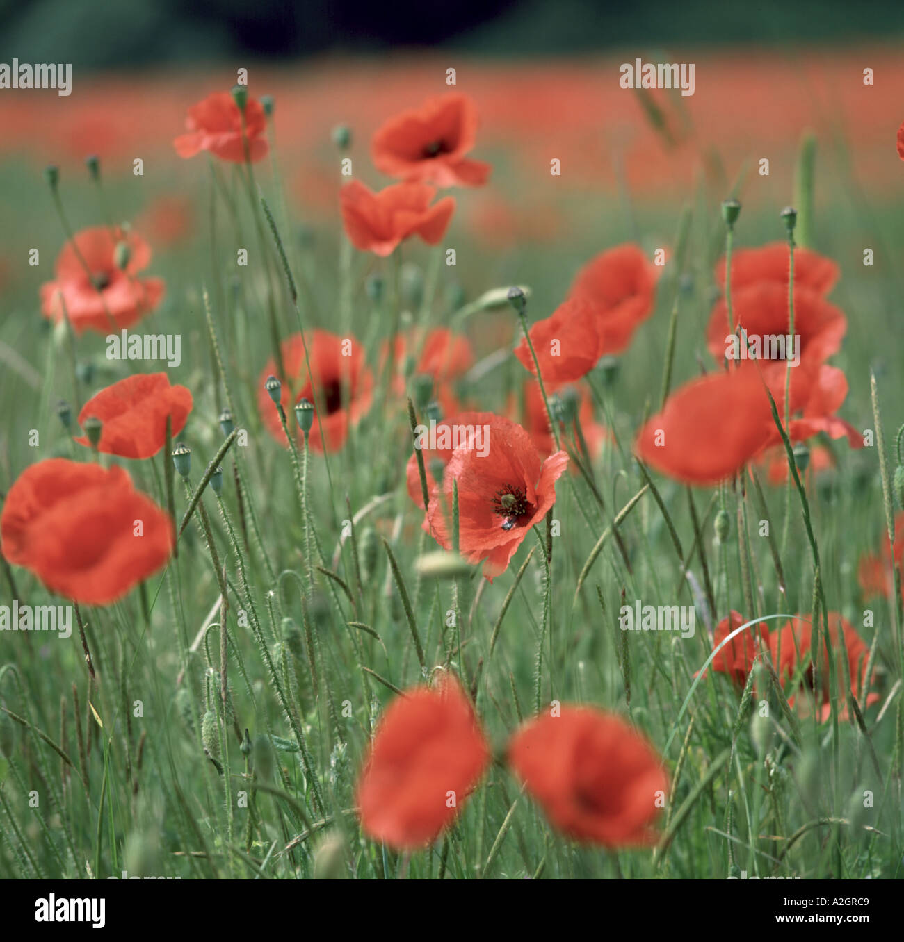 Corn poppies Papaver rhoeas in flower Stock Photo