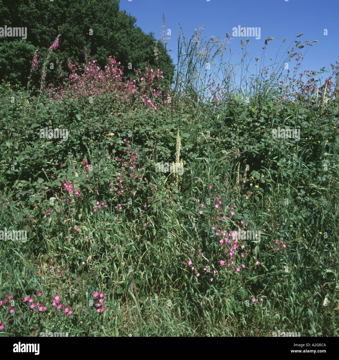 Flowering spring plants in a Devon hedgerow bank near Ottery St Mary Stock Photo