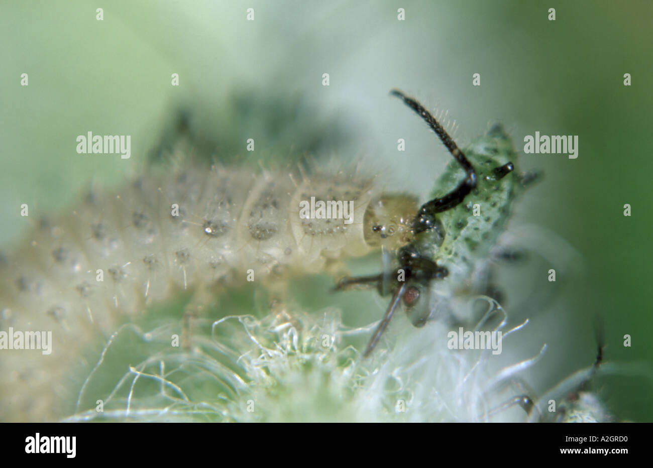 A very young ladybird larva Coccinella sp feeding on aphids Stock Photo
