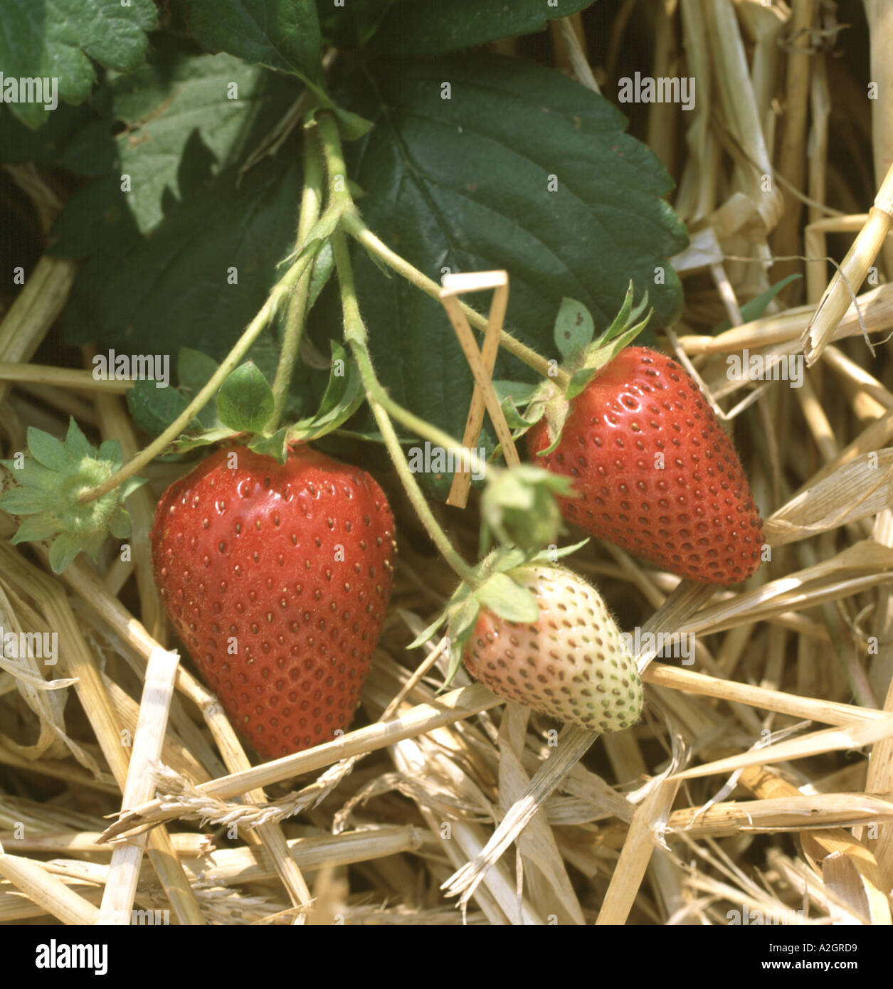 Strawberry straw plant hi-res stock photography and images - Alamy