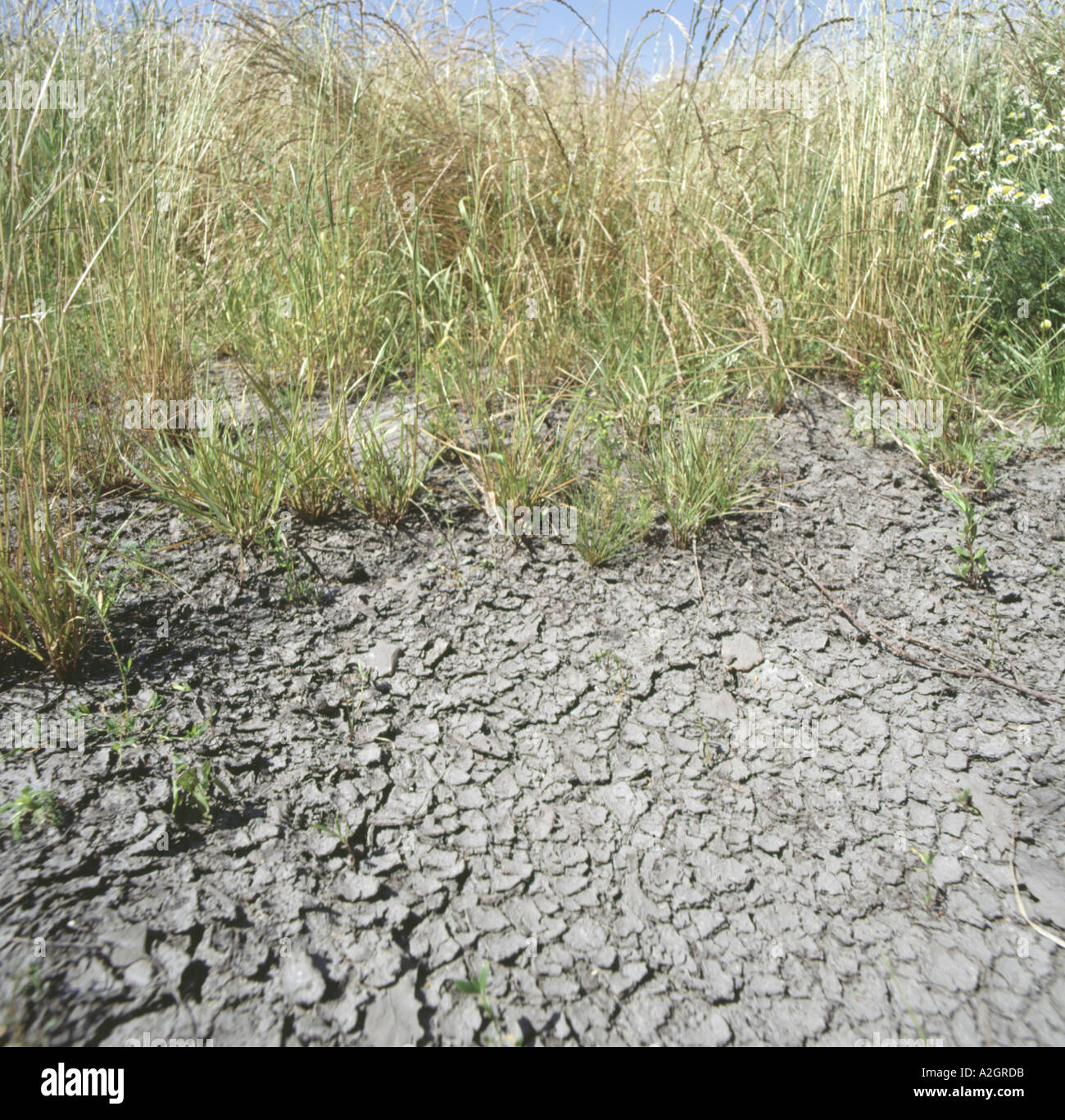 Waterlogged soil dried out and cracked by high summer temperatures ...