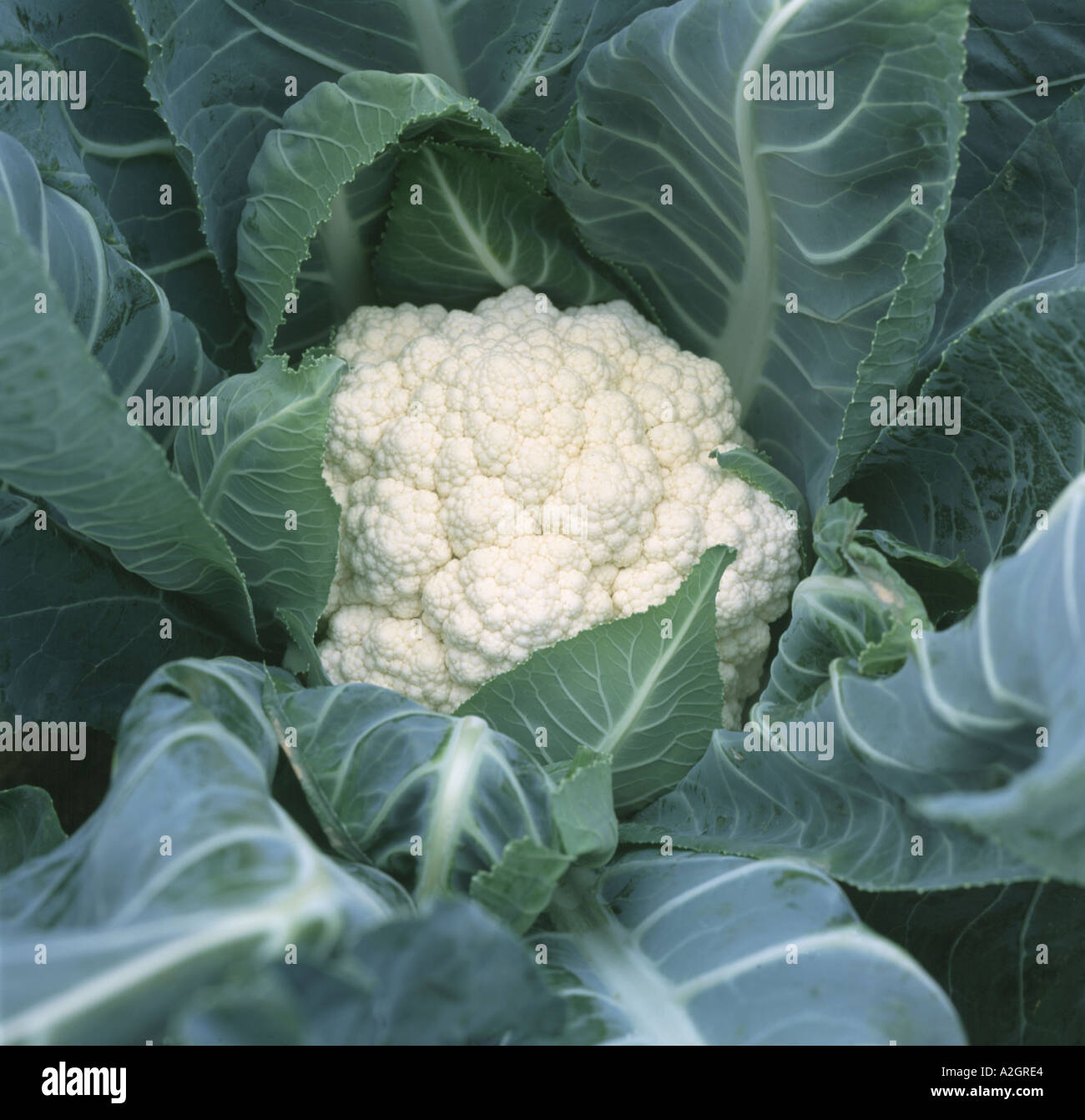 A cauliflower Brassica oleracea v botrytis head ready for harvest with clean white curd Stock Photo