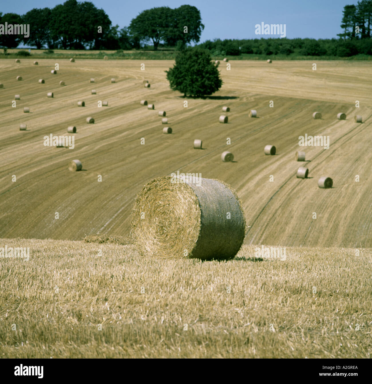 Round straw bales standing in a rolling field of cereal stubble after ...