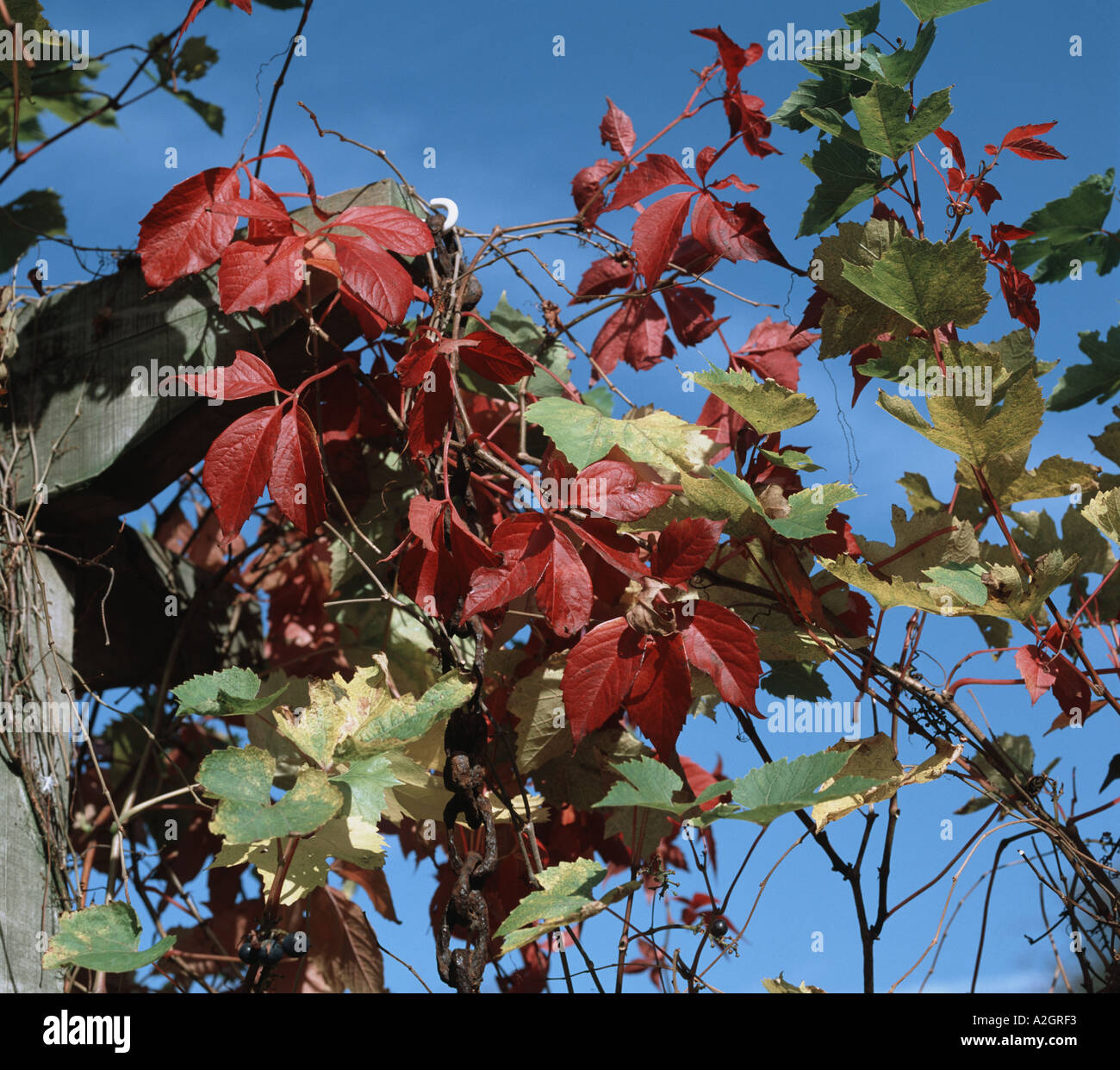 A Virginia creeper Parthenocissus quinquefolia and grapevine leaves in autumn colour against a blue October sky Stock Photo