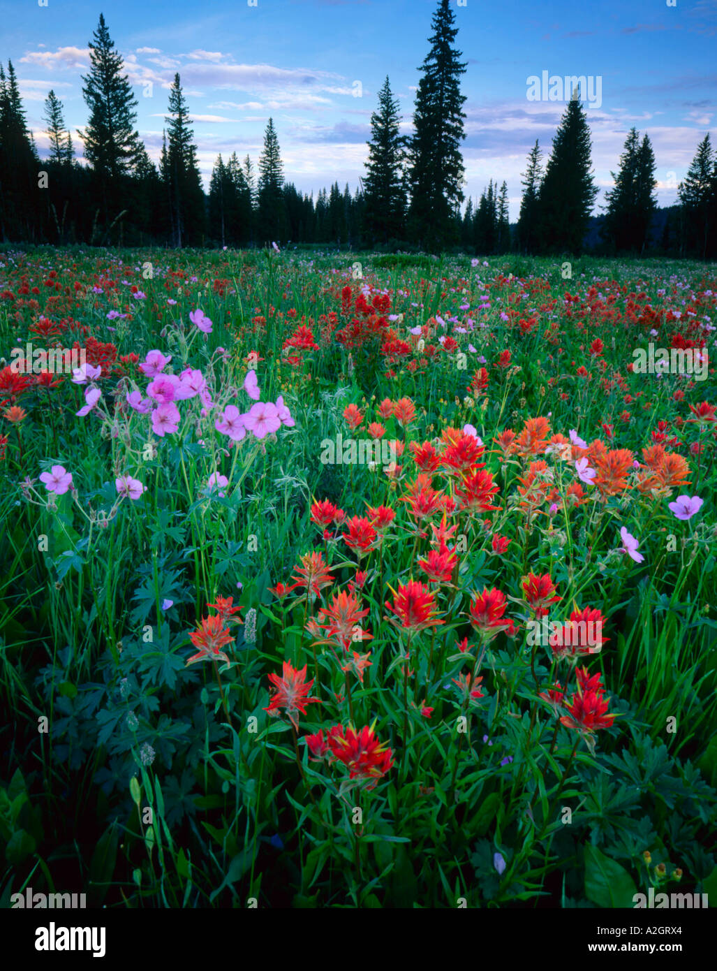 UTAH. USA. Paintbrush & geraniums in meadow near Tony Grove. Bear River