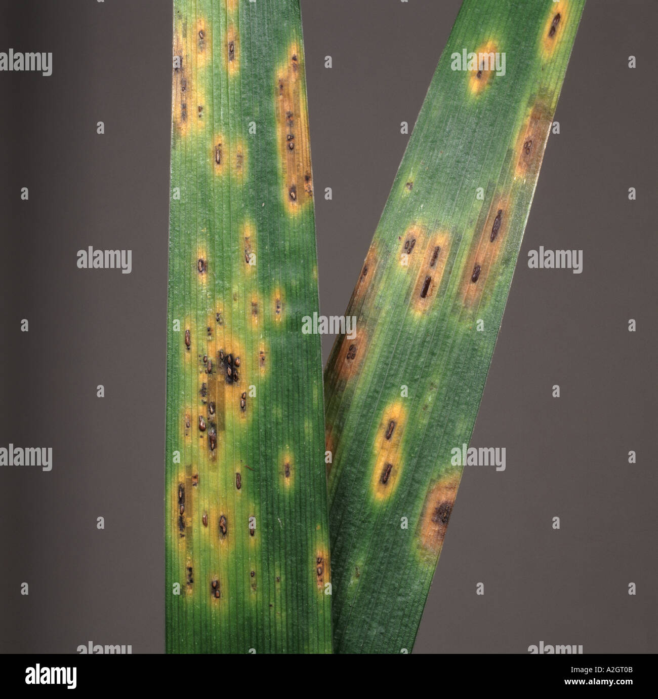 Iris rust Puccinia iridis spots on iris leaves Stock Photo Alamy