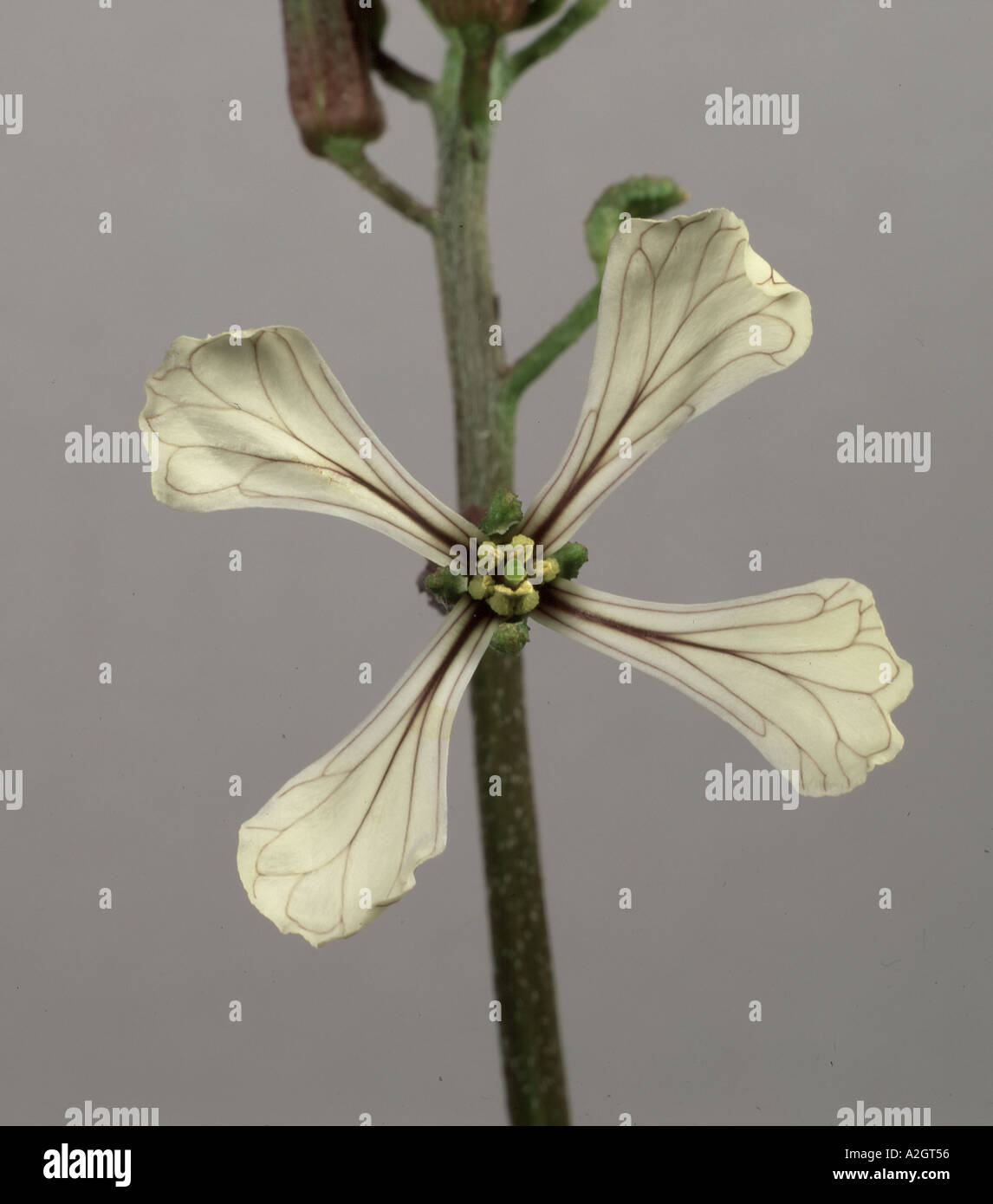 Purple veined rocket Eruca sativa flower Stock Photo