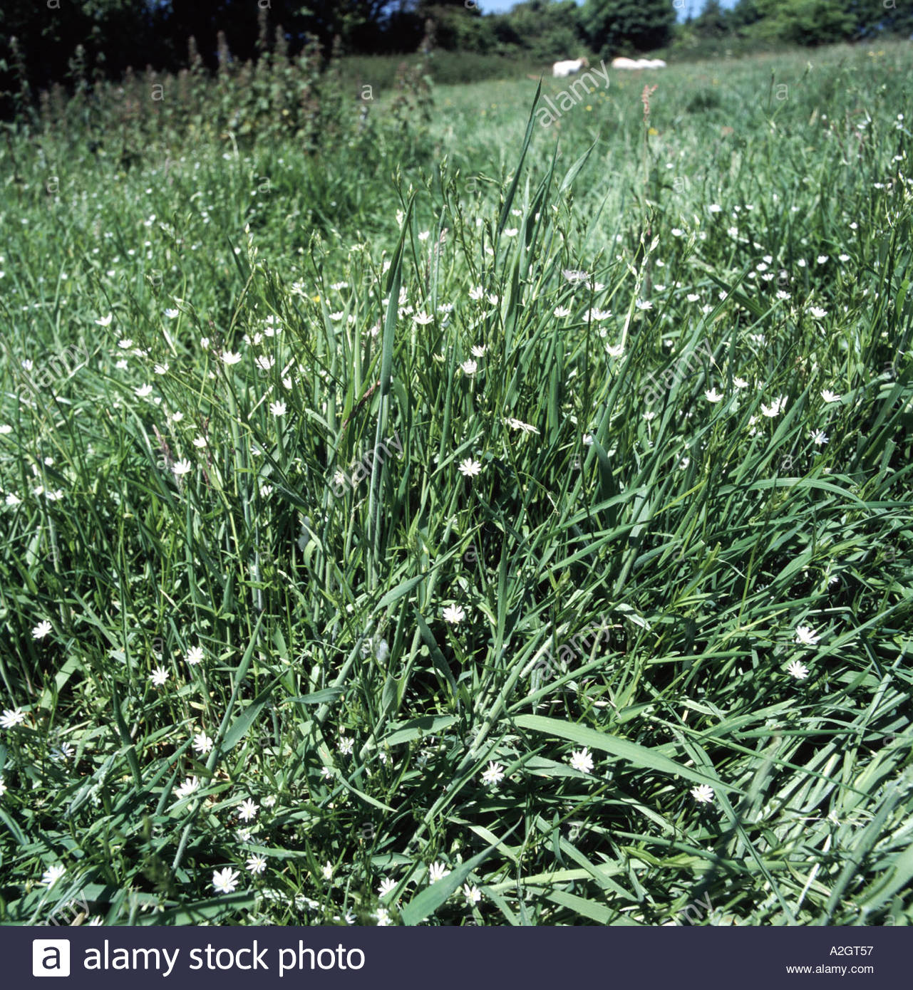 Field mouse-ear (Cerastium arvense) plants flowering in grassland Devon England Stock Photo