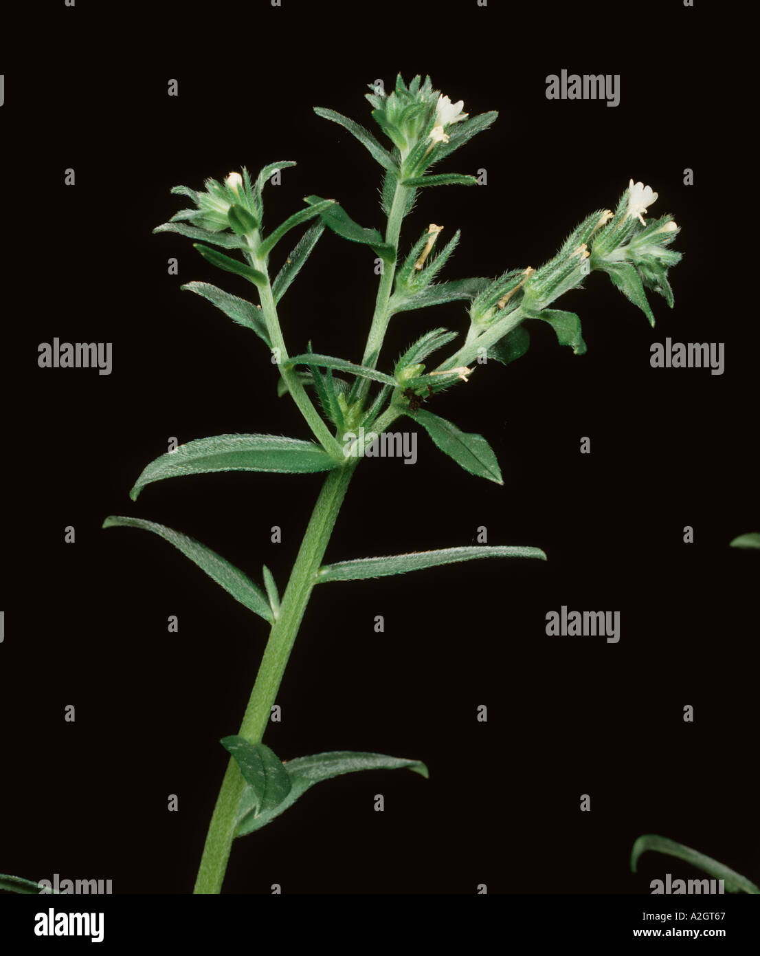 Field gromwell Lithospermum arvense flowering plant Stock Photo