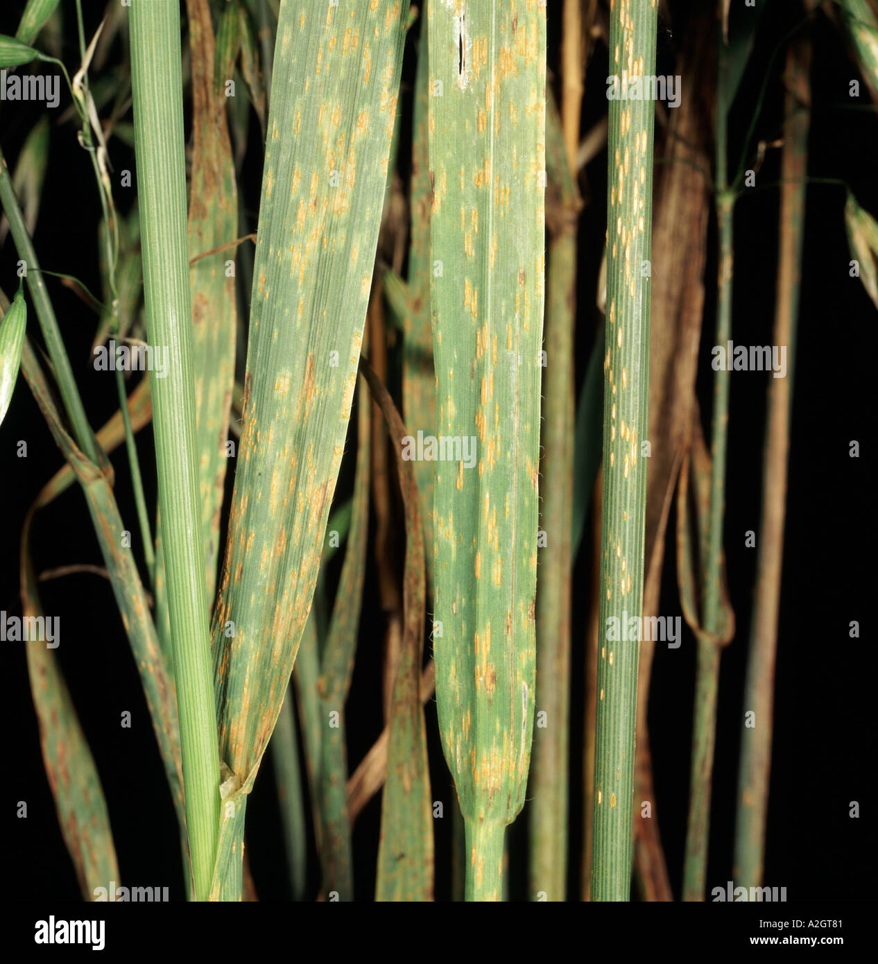 Close up of crown rust Puccinia coronata on infected leaves of Oats Avena sativa Stock Photo