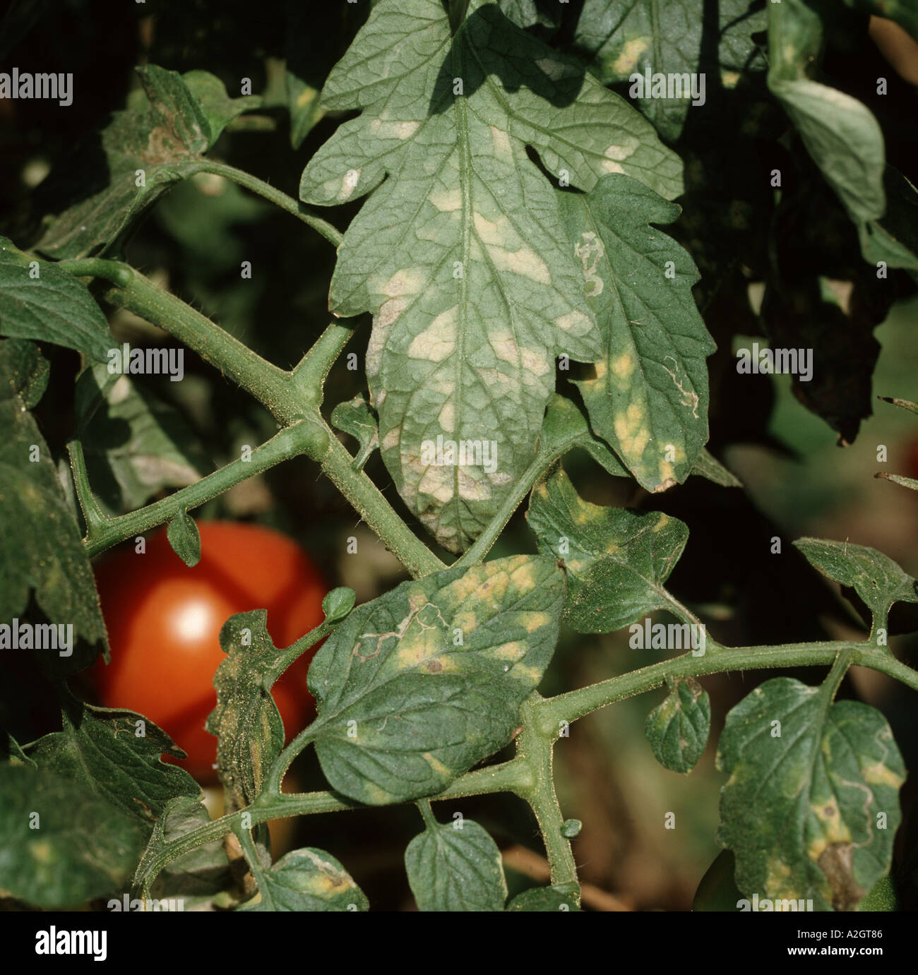 Oidium or Powdery mildew Leveillula taurica on tomato leaves Portugal Stock Photo