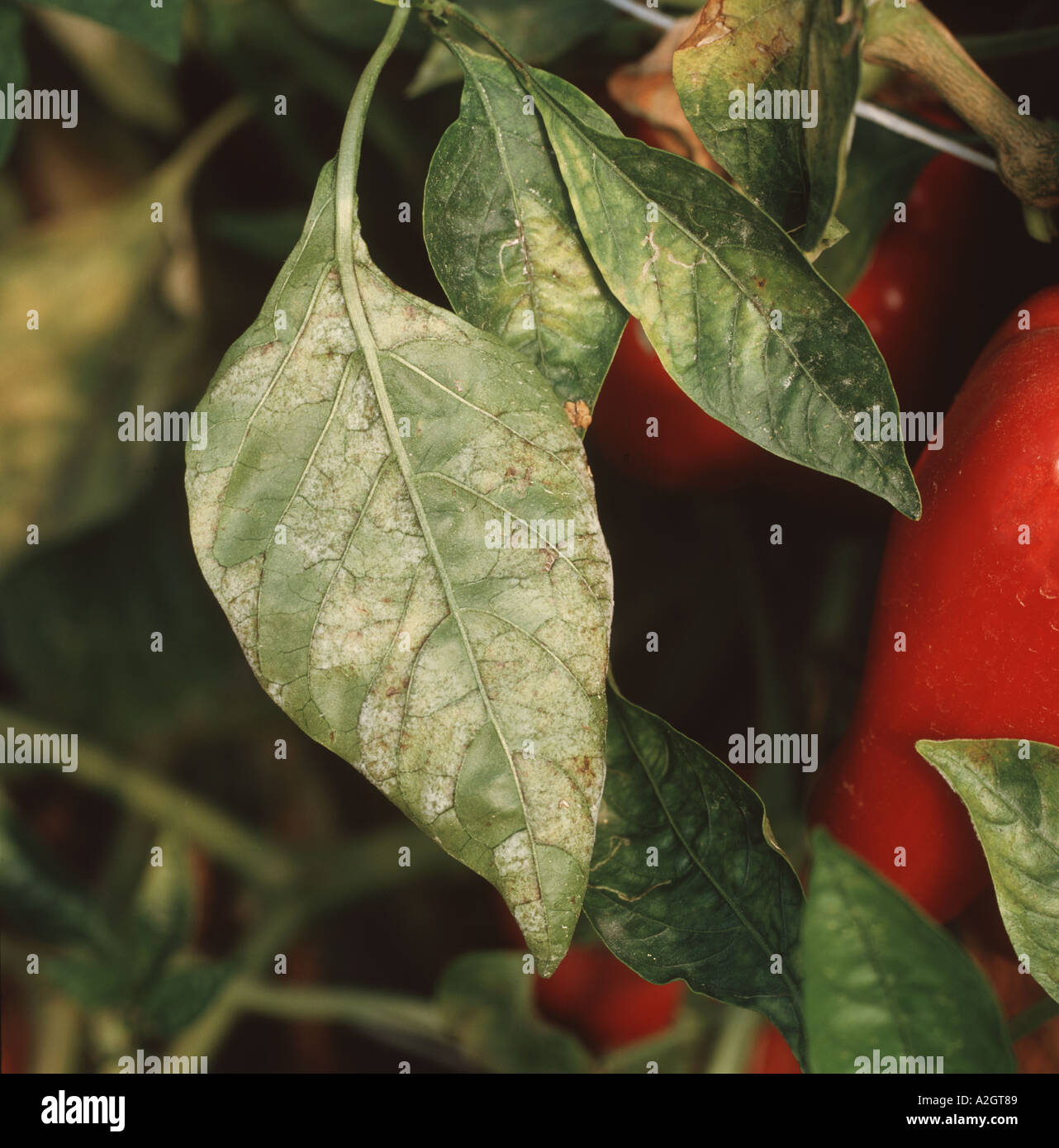 Oidium or powdery mildew Leveillula taurica on sweet pepper leaves Capsicum annuum Stock Photo